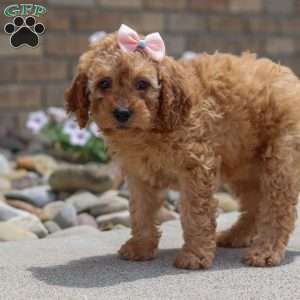 Hailey, Mini Goldendoodle Puppy
